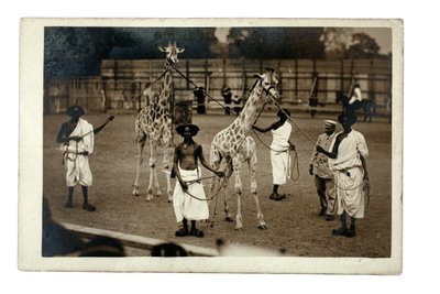 Kirahvit ja niiden somalikäsittelijät, n. 1905 (gelatiinihopeaprintti) tekijältä British Photographer