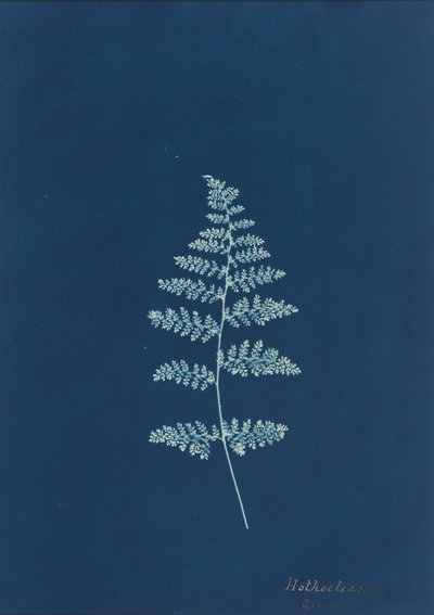 Hothocleana,c. 1850-luku (kuva) tekijältä British Photographer