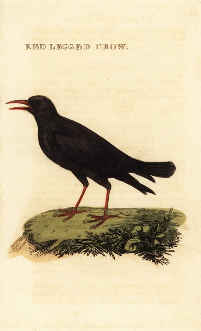 Punanukkanen, Pyrrhocorax pyrrhocorax tekijältä British School