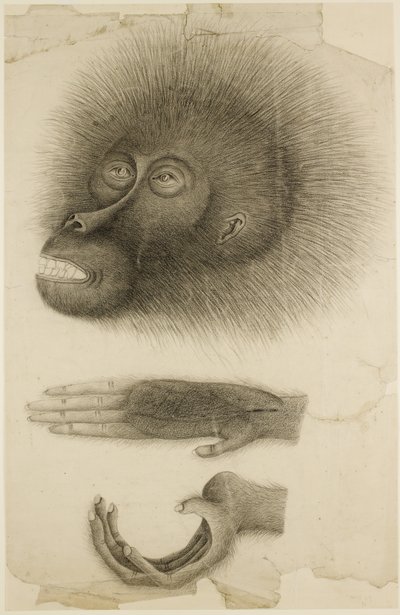 Orangutanin pää ja kädet, n. 1818-30 (kynä ja akvarelli paperille) tekijältä British School