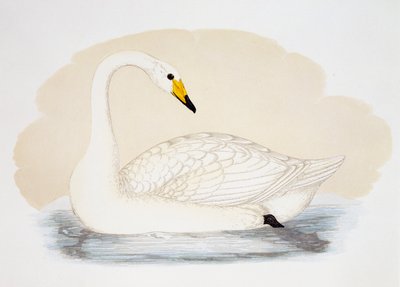 Villijoutsen (Cygnus cygnus), kaiverrus, Iso-Britannia tekijältä British School