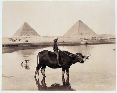 Lapsi ja härkä vesistössä Chephrenin (Khephren) ja Kheopsin (Cheops, Keops, Khoufu, Khufu) a Guizehin (Guiseh, Giza, Giza) pyramidien juurella - valokuva Freres Zangalista, myöhään 19. vuosisadalla tekijältä Brothers Zangaki