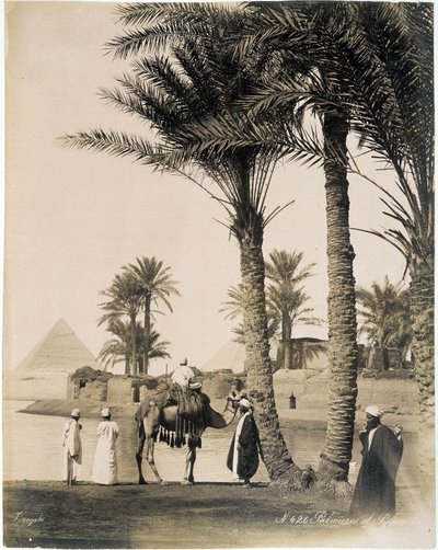 Palmulehto Egyptin pyramidien juurella - valokuva Zangali-veljistä, 1800-luvun loppu tekijältä Brothers Zangaki