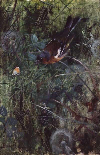 Chaffinch tekijältä Bruno Andreas Liljefors