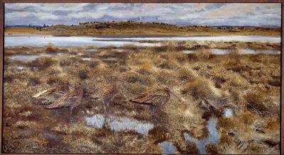 Curlews Lintuja suoilla. Bruno Andreas Liljeforsin (1860-1939) maalaus 1913 Su. 1,19x2,2 m tekijältä Bruno Andreas Liljefors