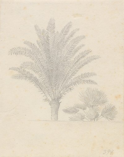 Palmu- ja lehtiryhmä tekijältä Christoffer Wilhelm Eckersberg