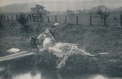 Lammasleikkaus, 1910 tekijältä C. Reid