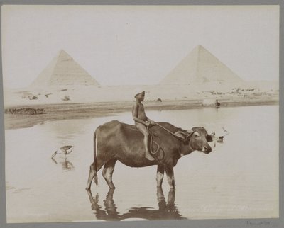 Jongen op een buffel met op de achtergrond twee piramides in Egypte Beufe et Pyramides (title on object) tekijältä C. and G. Zangaki