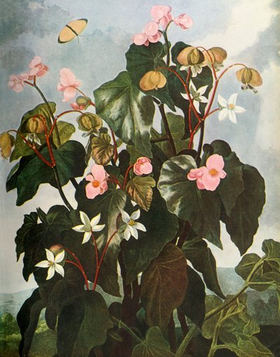 "Oblique-leaved Begonia", 1800, 1948. tekijältä Caldwell