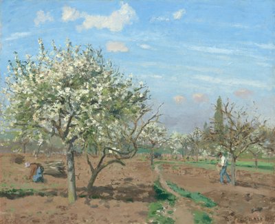 Orchard paikassa Bloom, Louveciennes tekijältä Camille Pissarro