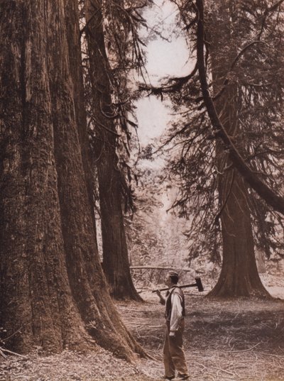 Douglas-kuusia, Brittiläinen Kolumbia, Kanada (s/w-kuva) tekijältä Canadian Photographer