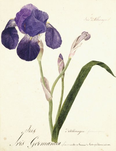 Saksalainen Iris Iris Germanicus, n. 1815-1851 tekijältä Capitaine Pelletier