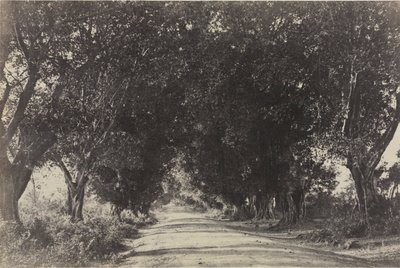 Avenue of the Banyan Trees, Sheringham, Intia tekijältä Captain Linnaeus Tripe