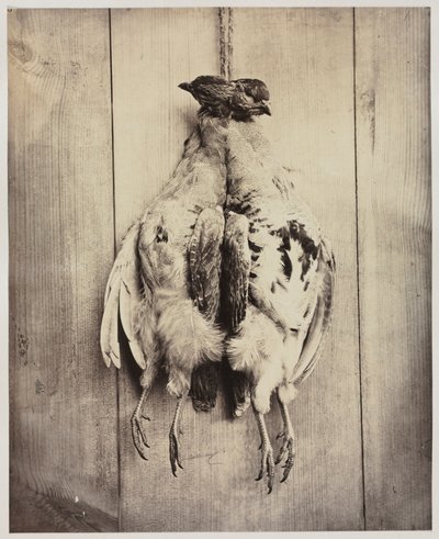 Partridges recto, n. 1861. tekijältä Captain N. Baily