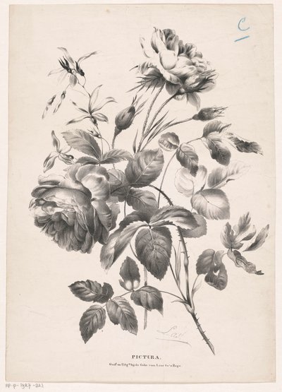 Twee rosen Pictura (sarjan otsikko objektissa) tekijältä Carel Christiaan Antony Last