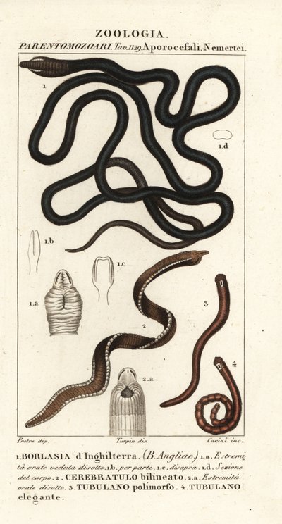 Saapasnauhamato, Lineus longissimus 1, Borlasia angliae 1, proboscis mato, Cerebratulus bilineatus 2, Cerebratulus bilineatus 2, nauhamato, Tubulanus polimorphus 3, Tubulanus elegans 4 tekijältä Carini Carini