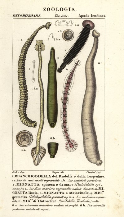 Kalamato ja makean veden iilimato: Branchiobdellida 1, Pontobdella spinosa 2, Whitmania laevis 3, Hirudo vittata 4, Piscicola geometra 5, Ichthyobdella geometra 5, Geobdella trochetii 6 tekijältä Carini Carini