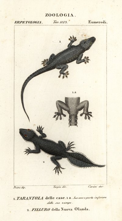 Talogekko, Hemidactylus frenatus 1 ja leveähäntägekko, Phyllurus platurus 2 tekijältä Carini Carini