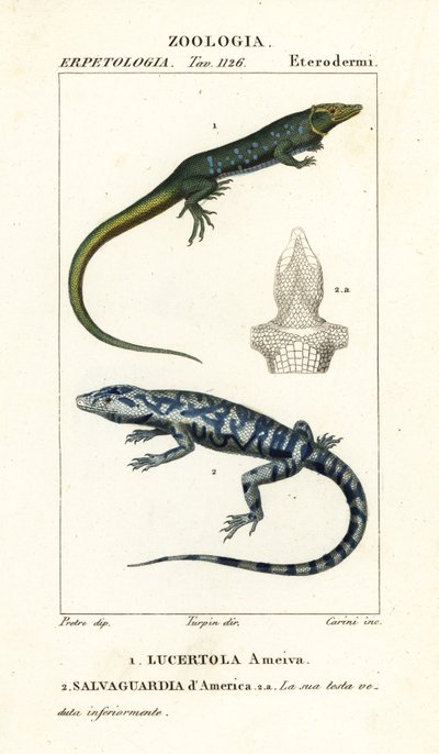 Viidakkojuoksu, Ameiva ameiva,, Lucertola ameiva 1 ja kultainen tegu, Tupinambis teguixin, Safeguard of America tekijältä Carini Carini