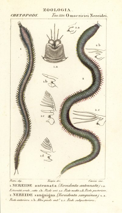 Leodice antennata, Nereidonta antennata 1 ja Eunice sanguinea, Nereidonta sanguinea 2 tekijältä Carini Carini