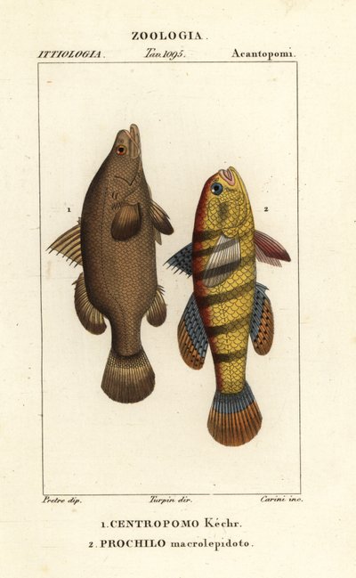 Niilin ahven, Lates niloticus ja unikala tai gudgeon, Ophiocara macrolepidota tekijältä Carini Carini