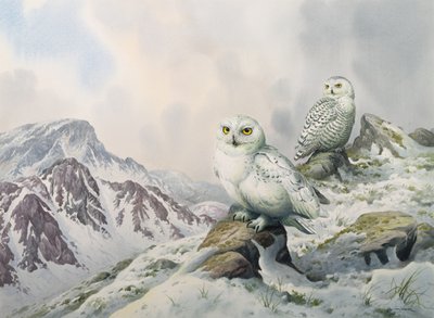 Huonekalut ja erilaiset esineet 1100- ja 1300-luvuilta tekijältä Carl Donner