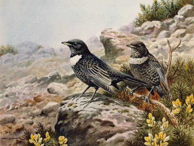 Huonekalut ja erilaiset esineet 1100- ja 1300-luvuilta tekijältä Carl Donner