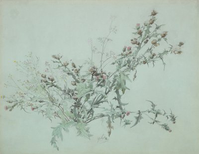 Tutkimus kukkivasta ohdakkeesta, 1846. tekijältä Carl Georg Anton Graeb