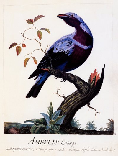 Ampelis cotinga (Cotinga cotinga), Violettirivinen Cotinga, akvarelli tekijältä Carl Linnaeus
