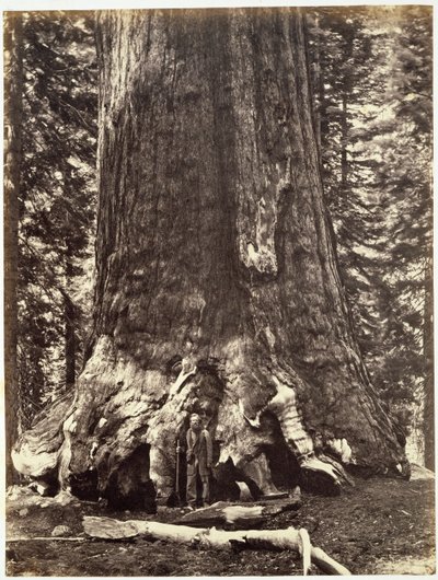 Grizzly Giantin tukikohta, Yosemite-kirjasta: Kuvaus Yosemiten laaksosta ja viereisestä Sierra Nevadan alueesta sekä Kalifornian suurista puista, kirjoittanut Josiah Dwight Whitney (1819) tekijältä Carleton E. Watkins