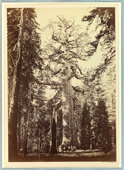 Grizzly Giant, Mariposa Grove, Yosemite tekijältä Carleton E. Watkins