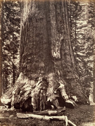 Grizzly Giantin perusta, Giant Sequoia puu, Yosemite, Kalifornia, 1868 tekijältä Carleton Emmons Watkins