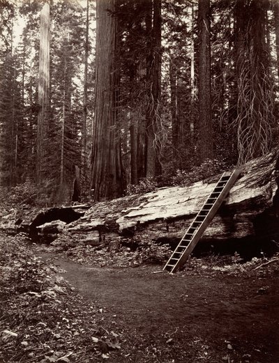 Metsän isä, 1865-66, painettu n. 1876. tekijältä Carleton Emmons Watkins