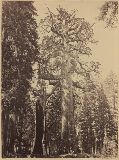 Harmaakarhun jättiläinen, Mariposa Grove,1861 (kuva) tekijältä Carleton Emmons Watkins
