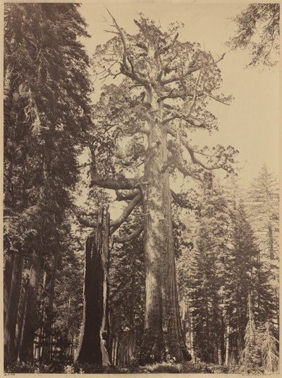 Grizzly Giant, Mariposa Grove, 1861. tekijältä Carleton Emmons Watkins