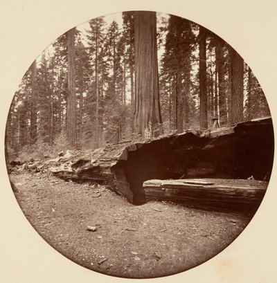 Mammoth Three Grove Hotel Calaveras Co Cal., ca. 1878. tekijältä Carleton Emmons Watkins