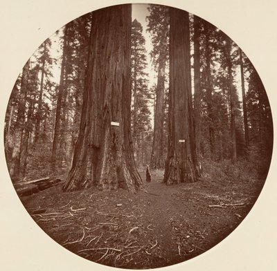 Ei yhtään, n. 1878. tekijältä Carleton Emmons Watkins