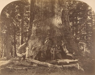 Grisly Giantin osa, Mariposa Grove, 1861. tekijältä Carleton Emmons Watkins