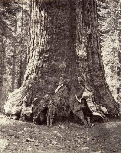 Grizzly Giantin osa, 101 jalkaa ympärysmitta, 1865-66, painettu n. 1876. tekijältä Carleton Emmons Watkins