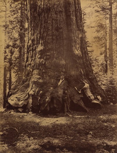 Grizzly-jättiläinen osa Galen Clarkin kanssa, Mariposa Grove, Yosemite, 1865-66. tekijältä Carleton Emmons Watkins