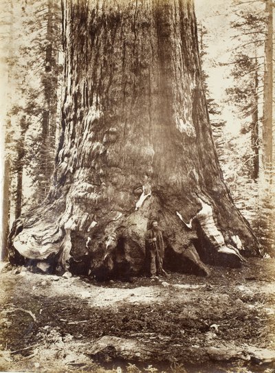 Grizzly-jättiläinen osa Galen Clarkin kanssa, Mariposa Grove, Yosemite, 1865-66 tekijältä Carleton E. Watkins