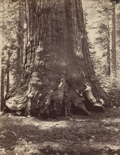 Grizzly Giantin osa Galen Clarkin kanssa, Mariposa Grove, Yosemite, 1865-66, painettu n. 1876. tekijältä Carleton Emmons Watkins