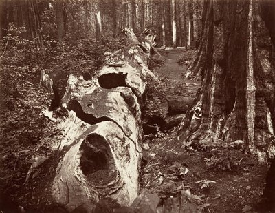 Metsän isä, ympärysmitta 112 jalkaa, Calaveras Grove, 1865-66, painettu n. 1876. tekijältä Carleton Emmons Watkins