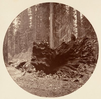 Metsän isä 450 ft C. Grove, n. 1878. tekijältä Carleton Emmons Watkins