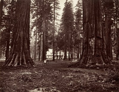 Hotelli Mammoth Grovesta, n. 1872, painettu n. 1876. tekijältä Carleton Emmons Watkins