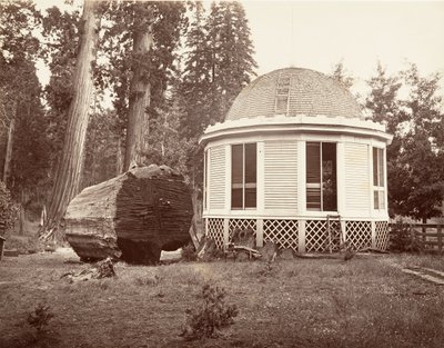 Suuren puun kannon päälle rakennettu talo, 1865-66, painettu n. 1876. tekijältä Carleton Emmons Watkins