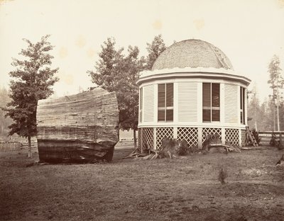 Talo suuren puun kannon päällä, 1865-66, painettu n. 1876. tekijältä Carleton Emmons Watkins