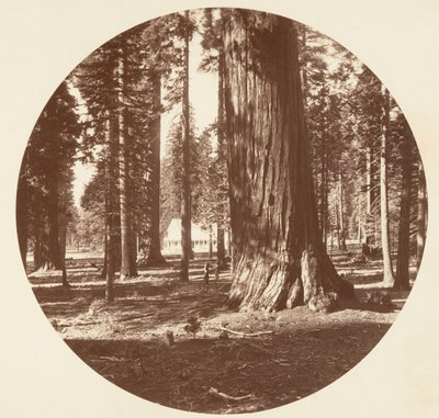 Mammoth Grove Hotel Grovesta - Calaveras, n. 1878. tekijältä Carleton Emmons Watkins