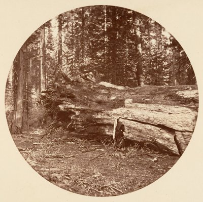 The Miners Cabin - Calaveras Grove, n. 1878. tekijältä Carleton Emmons Watkins