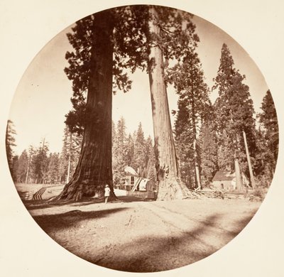 Sentinels - Calaveras Grove, n. 1878. tekijältä Carleton Emmons Watkins